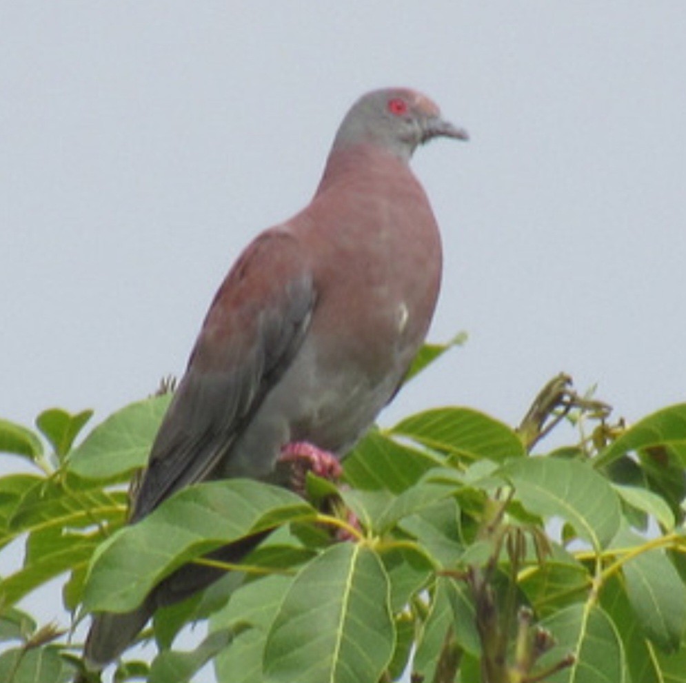 Pale-vented Pigeon - ML608474124