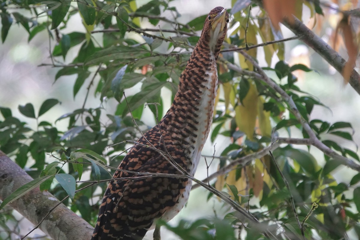 Fasciated Tiger-Heron - ML608474222