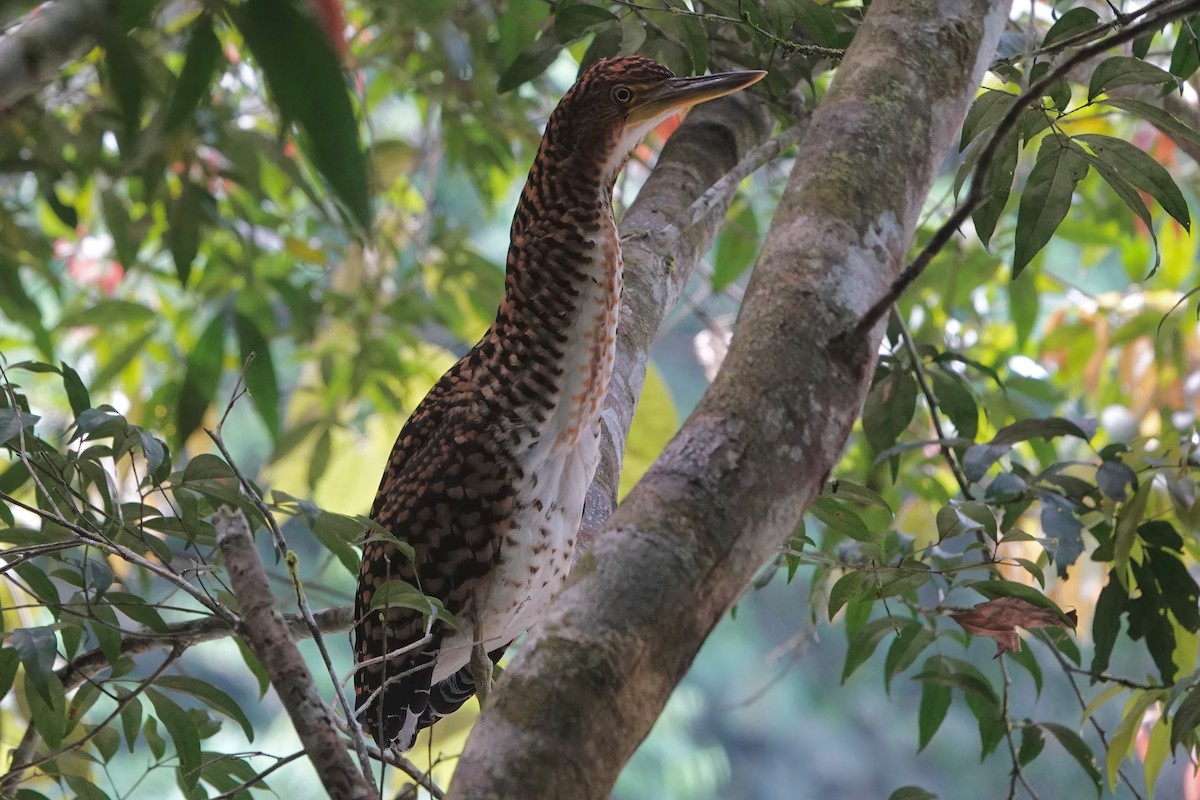 Fasciated Tiger-Heron - ML608474224