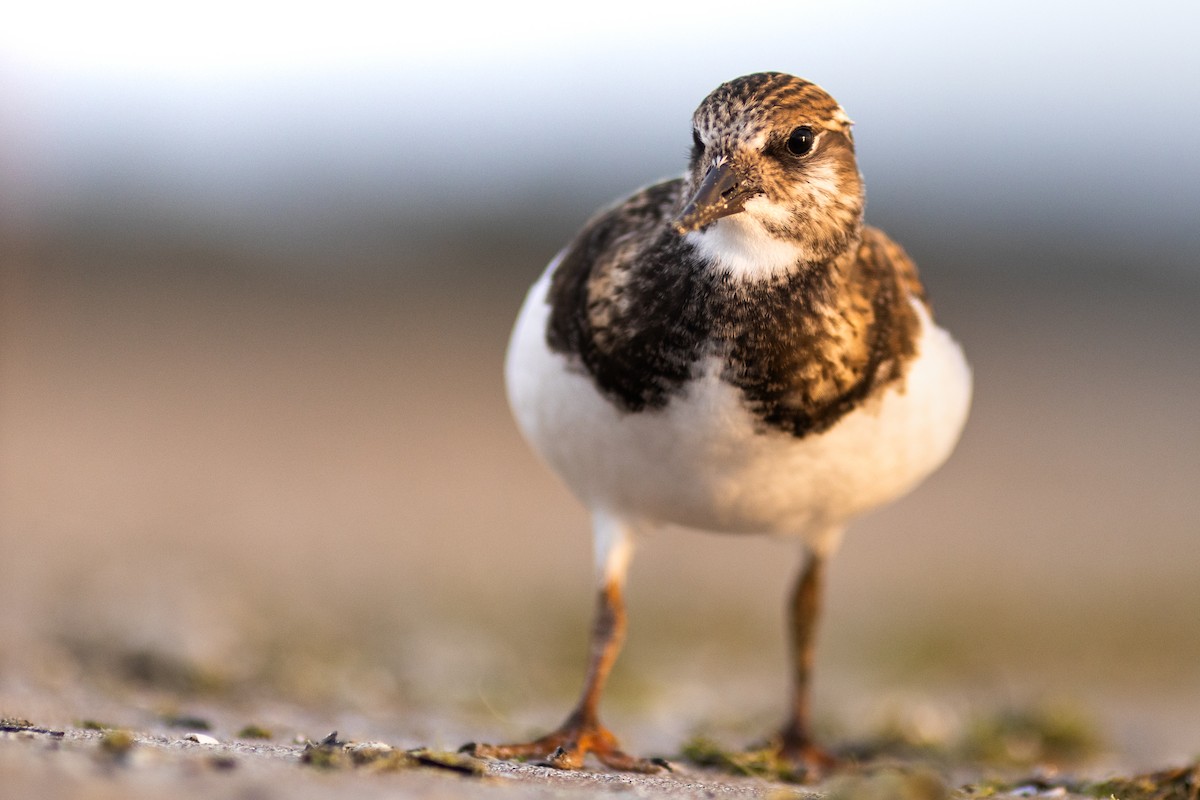 Ruddy Turnstone - ML608474247