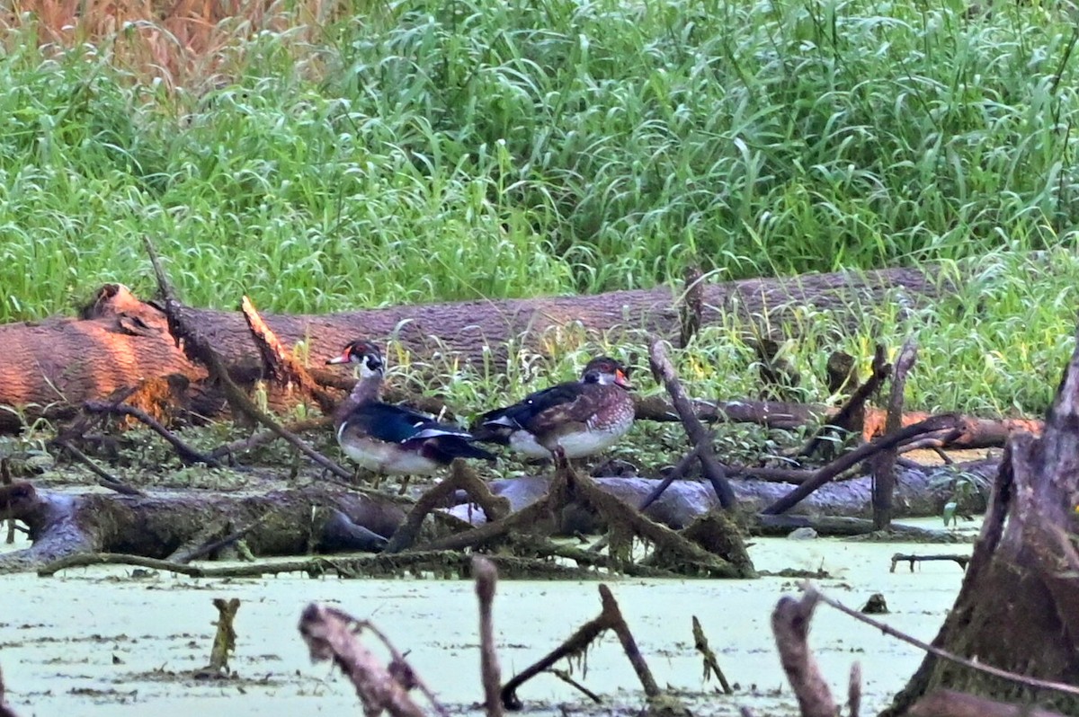 מנדרין אמריקני - ML608474263