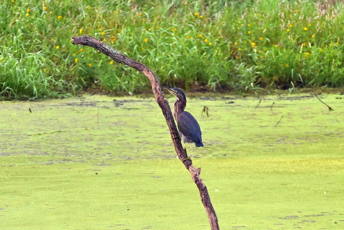 Green Heron - ML608474293