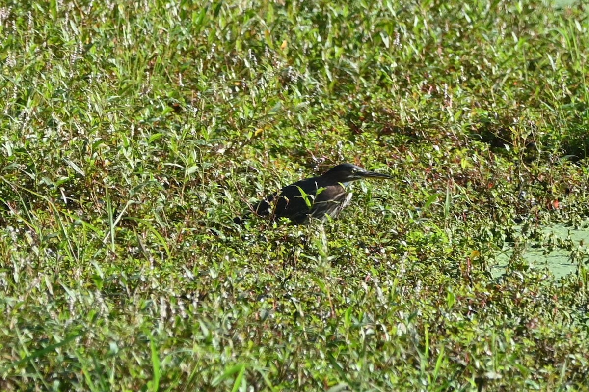 Green Heron - ML608474303