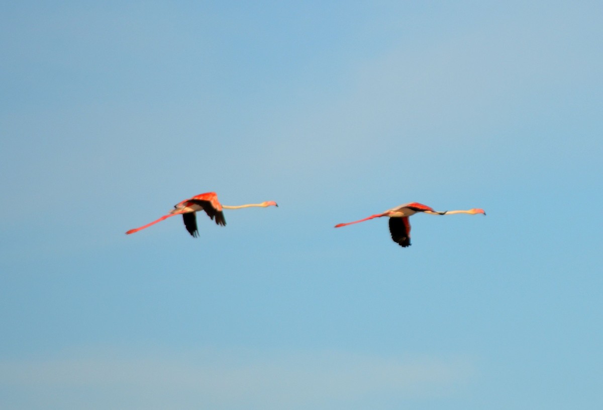 Greater Flamingo - Jorge Leitão