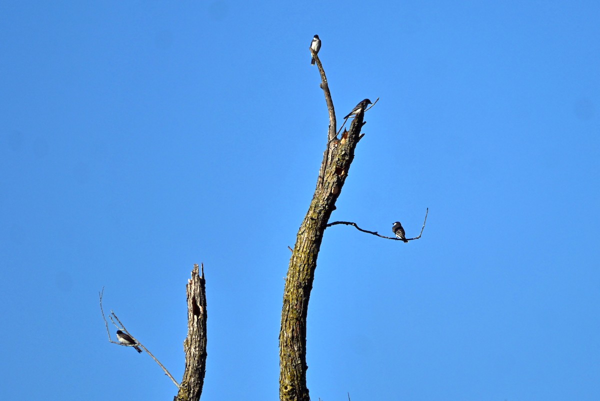 Eastern Kingbird - Q B Schultze