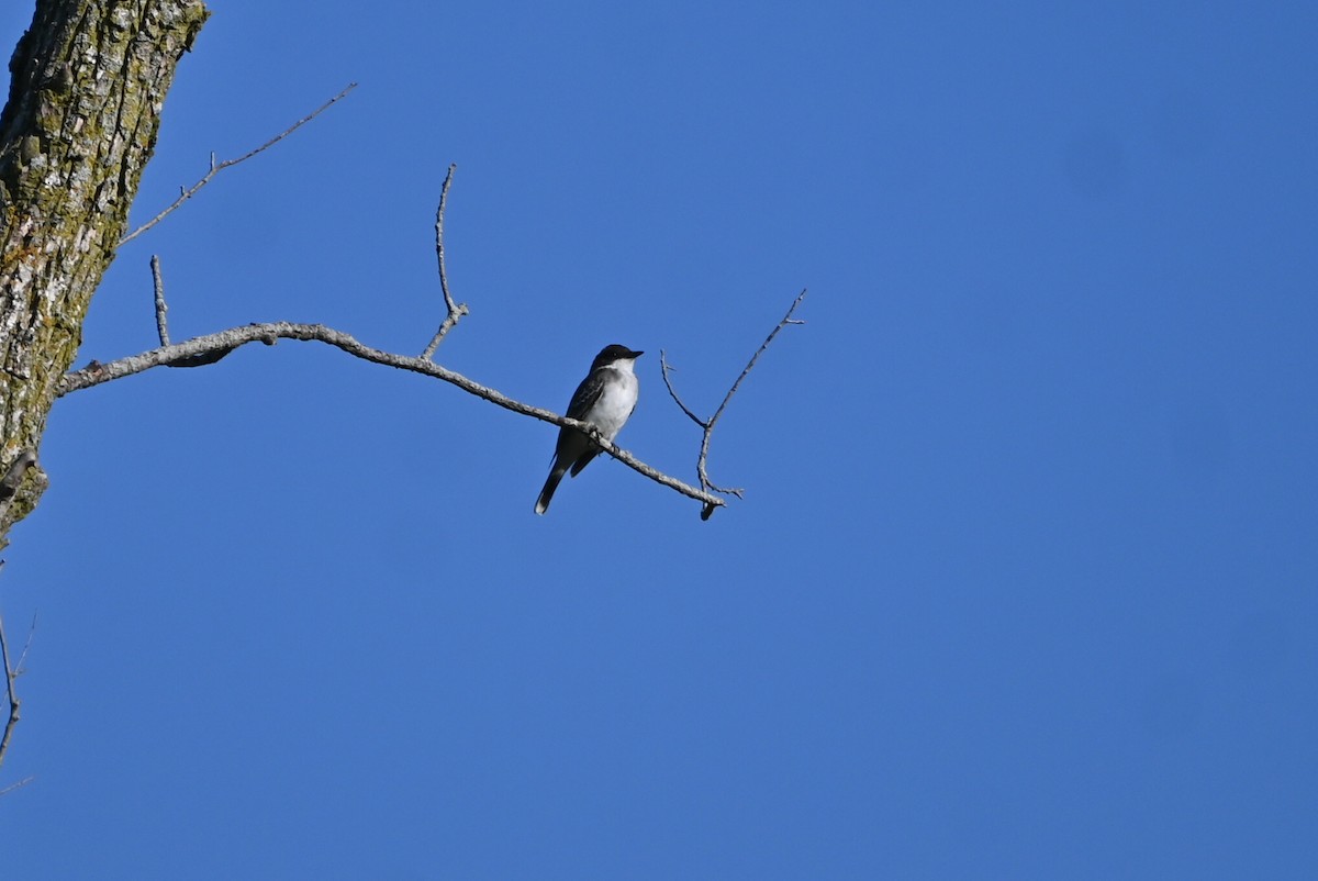 Eastern Kingbird - ML608474325