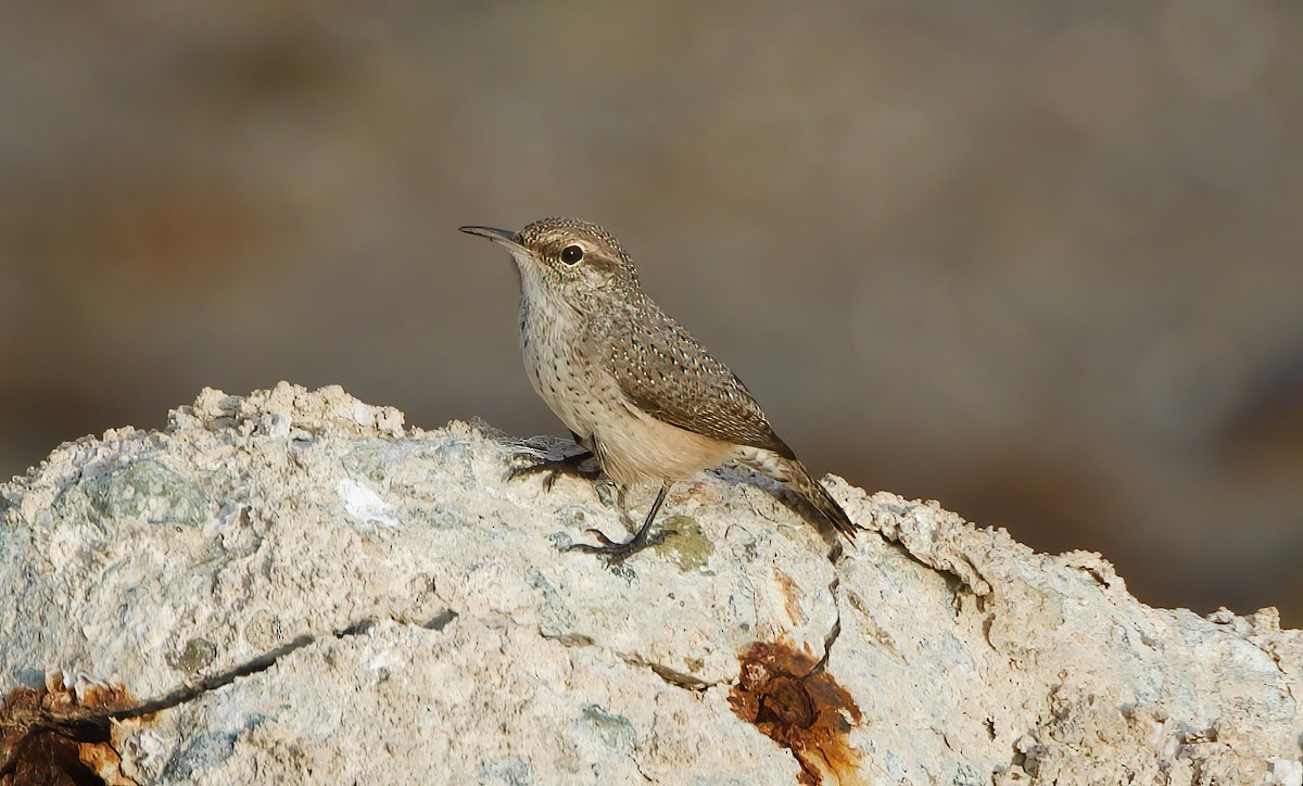 Rock Wren - ML608474410