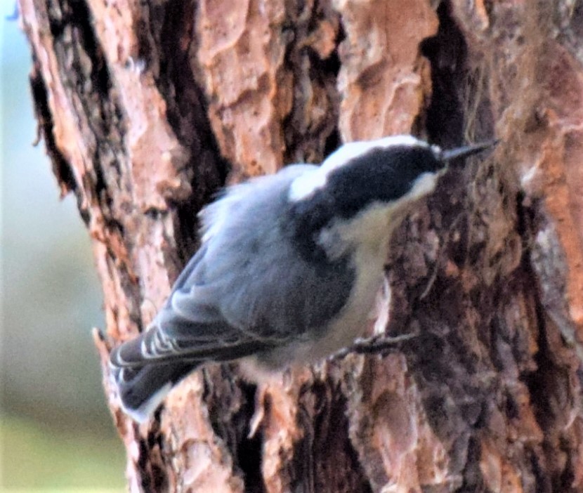 White-breasted Nuthatch - ML608474597