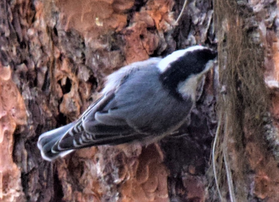 White-breasted Nuthatch - ML608474598
