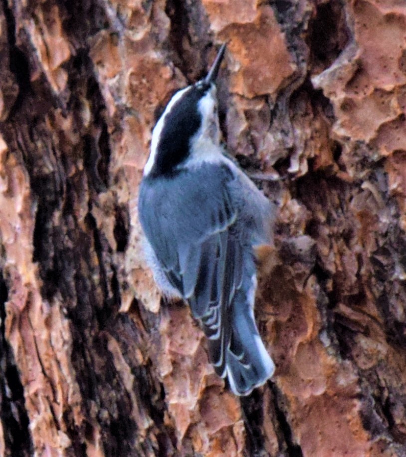 White-breasted Nuthatch - ML608474599