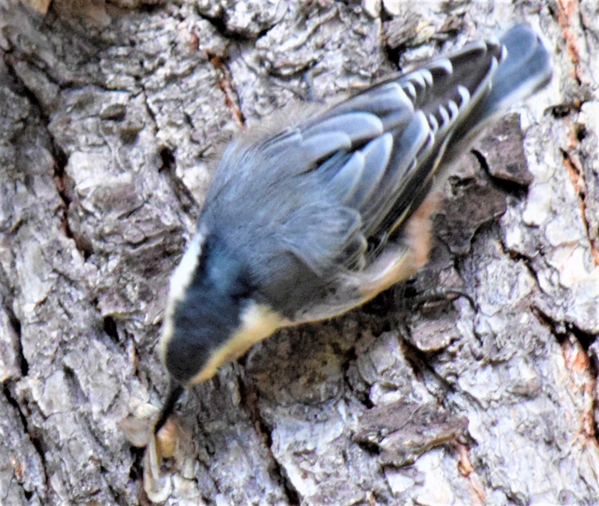 White-breasted Nuthatch - ML608474600