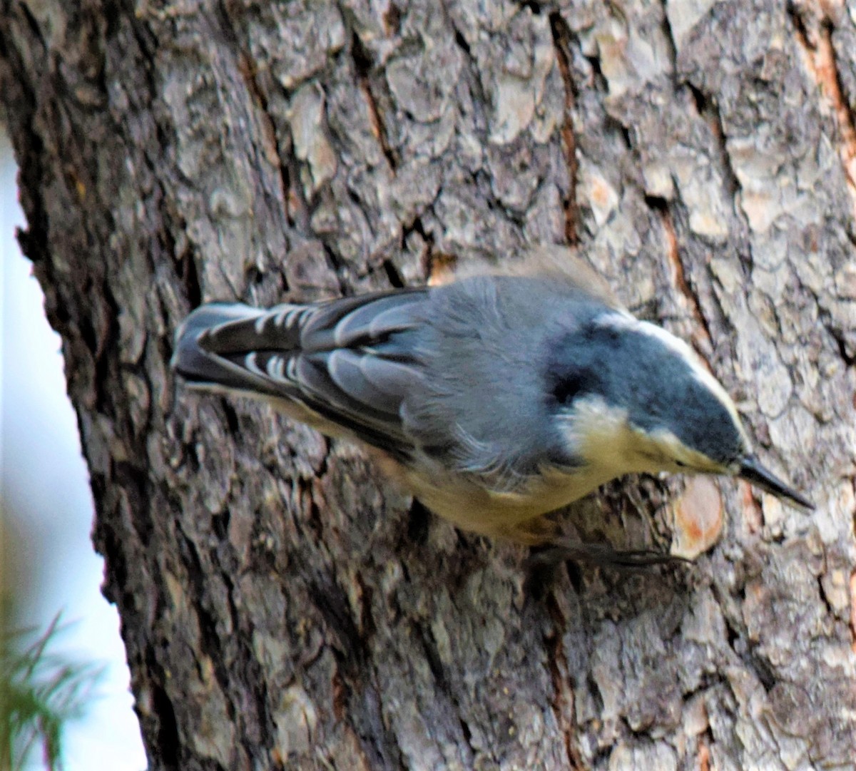 White-breasted Nuthatch - ML608474601