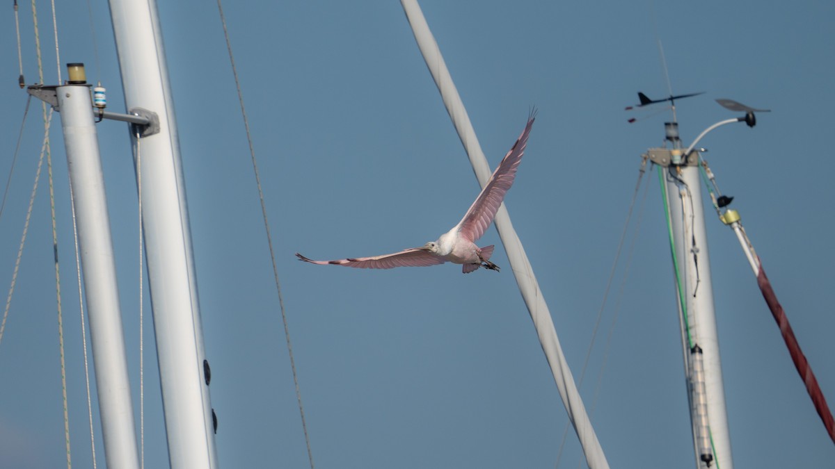 Roseate Spoonbill - ML608474749