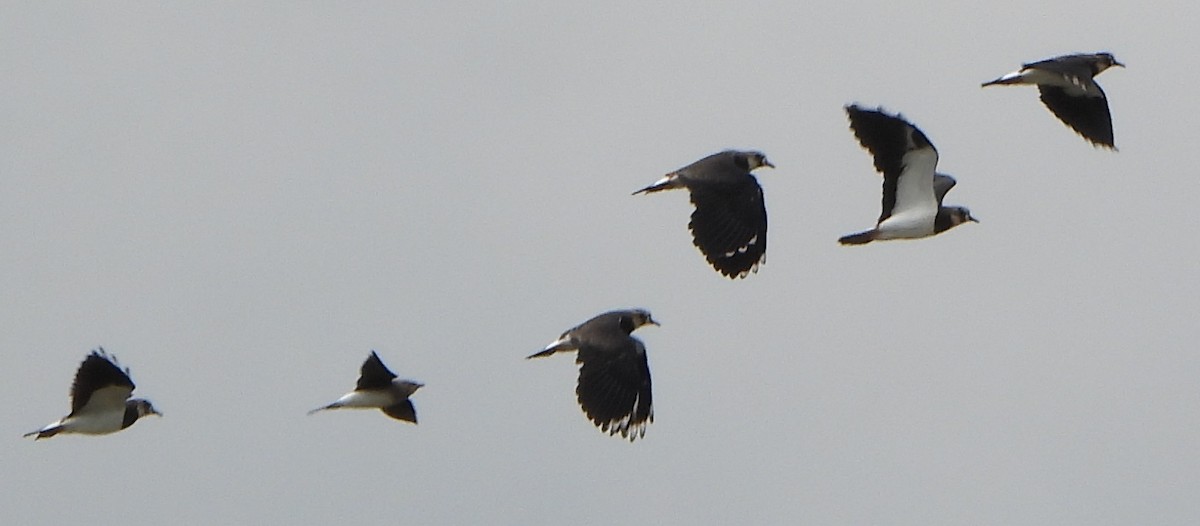 Glaréole à ailes noires - ML608474761