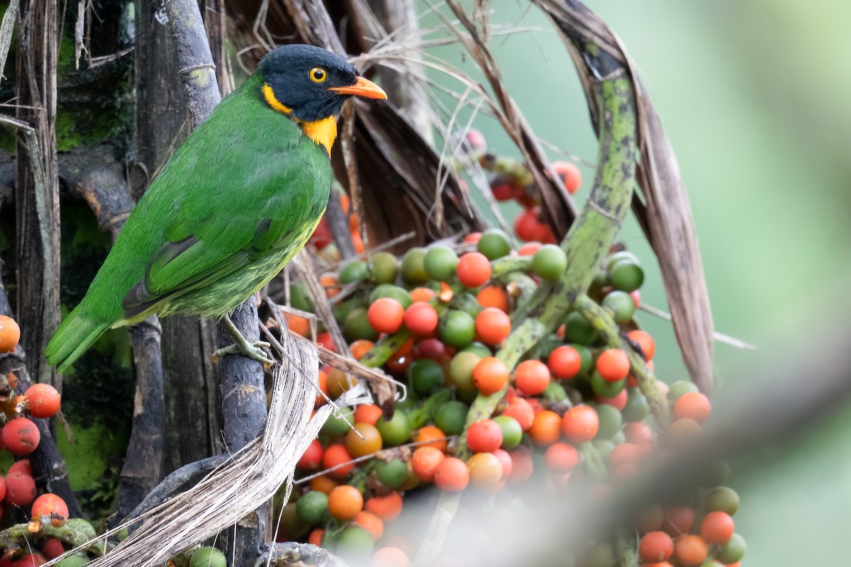 Orange-breasted Fruiteater - ML608474824