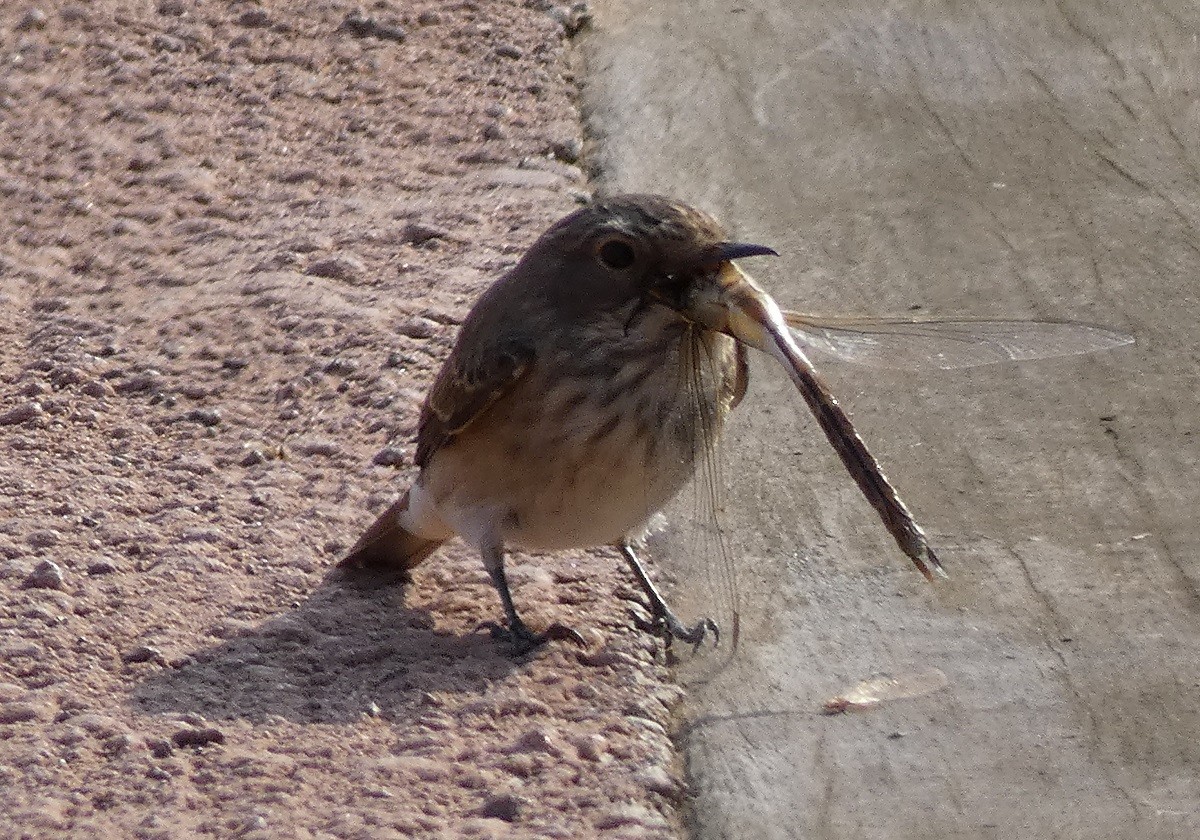 Spotted Flycatcher - ML608475116