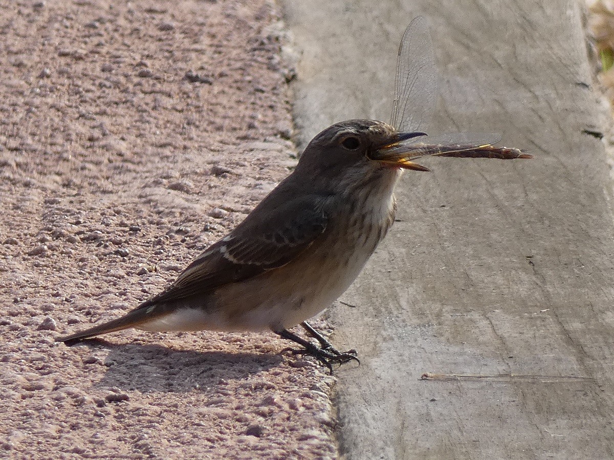 Spotted Flycatcher - ML608475138