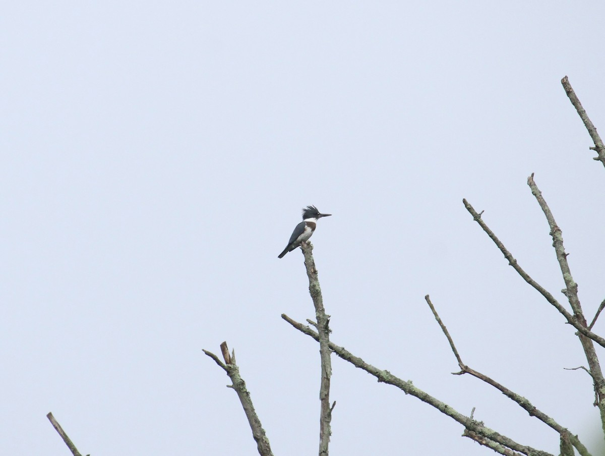 Belted Kingfisher - ML608475177