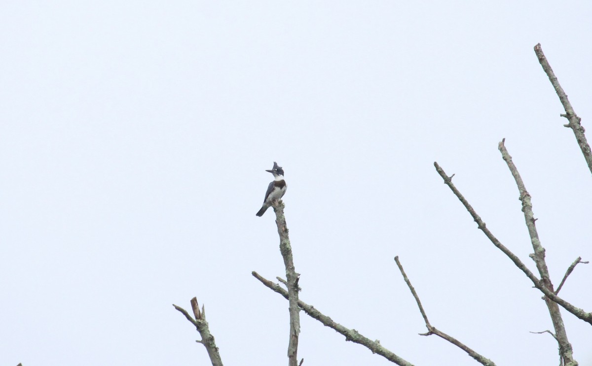 Belted Kingfisher - ML608475183