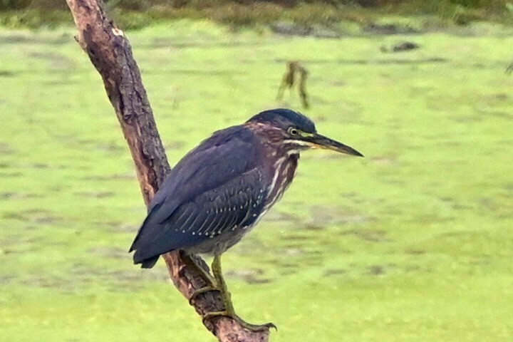 Green Heron - ML608475230