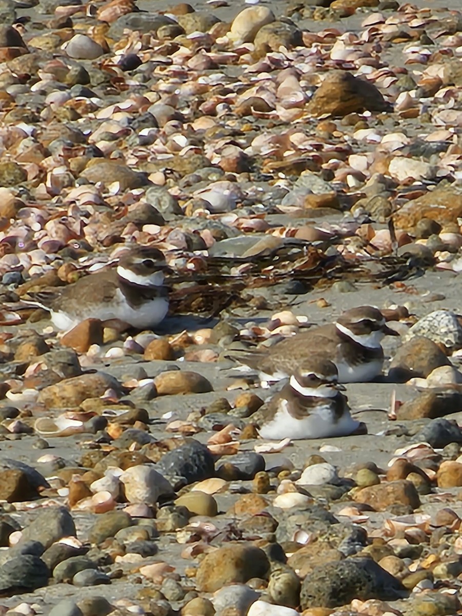 Semipalmated Plover - ML608475233