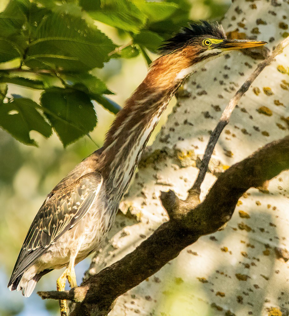 Green Heron - ML608475341