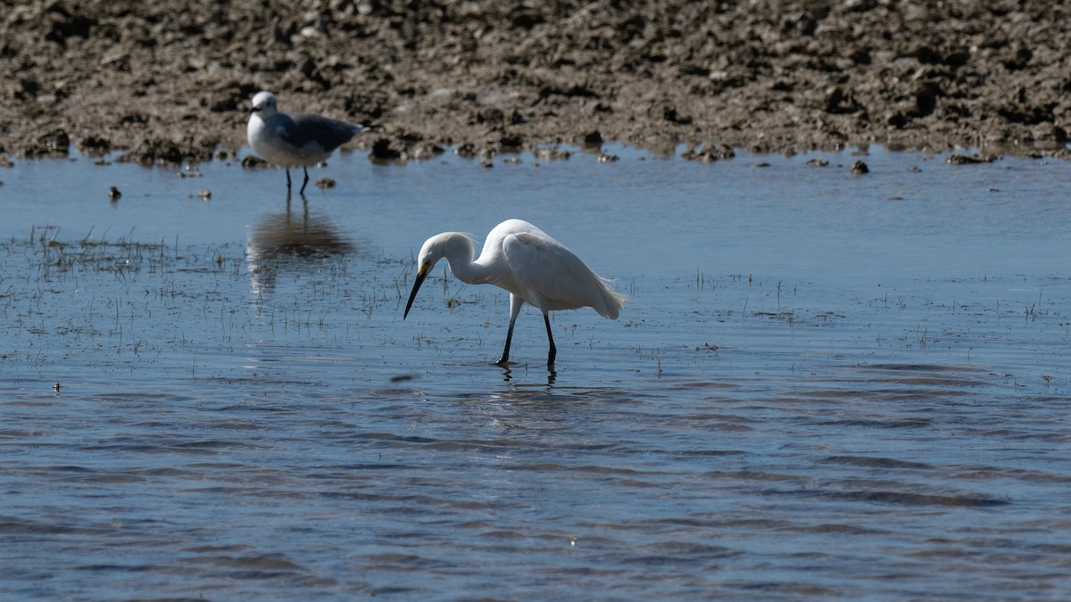 Snowy Egret - ML608475353