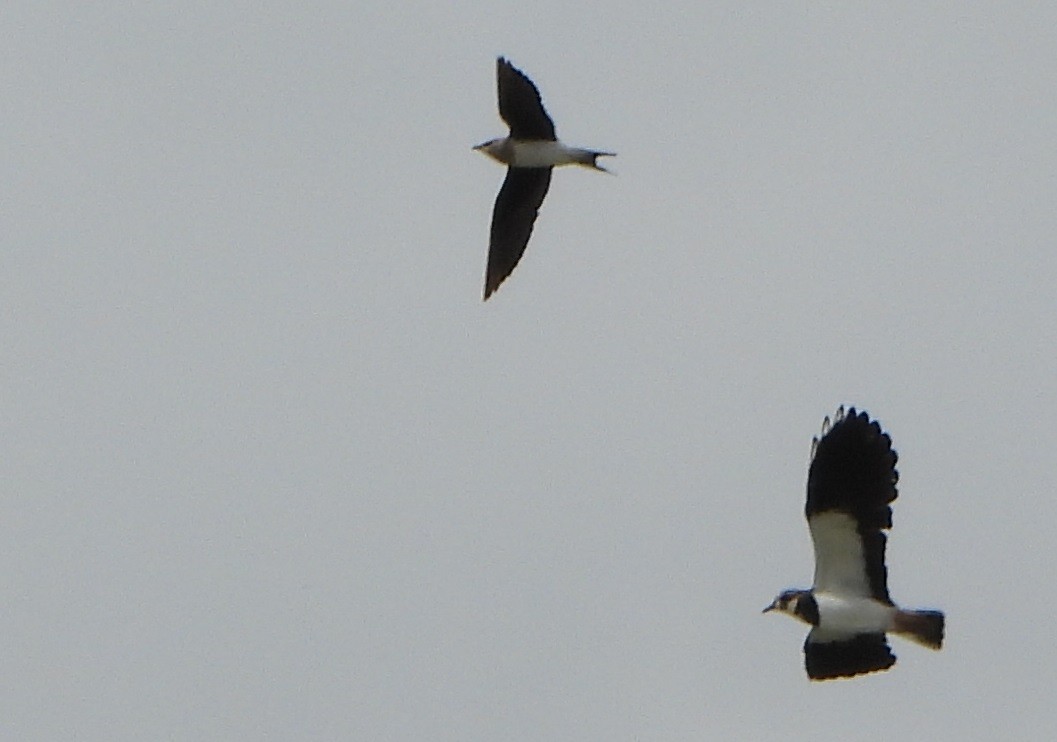 Black-winged Pratincole - ML608475413