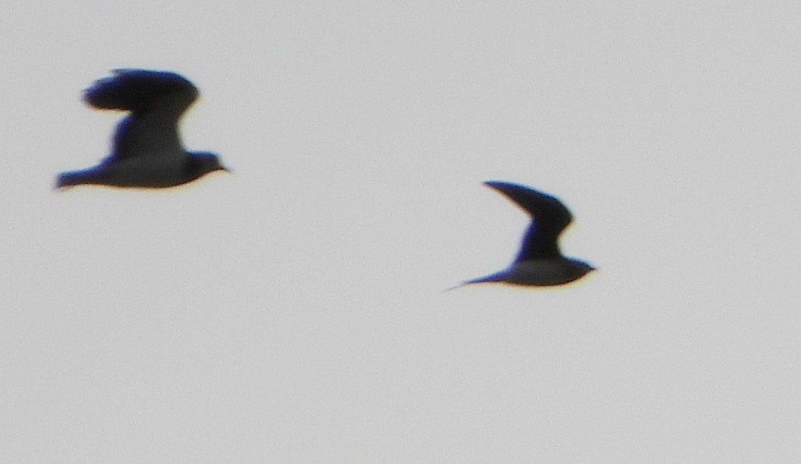 Black-winged Pratincole - ML608475415