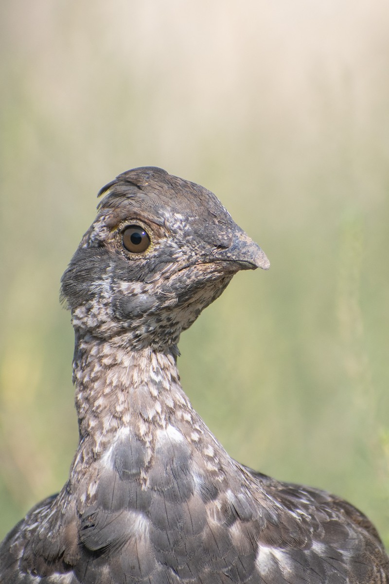 Dusky Grouse - ML608475431