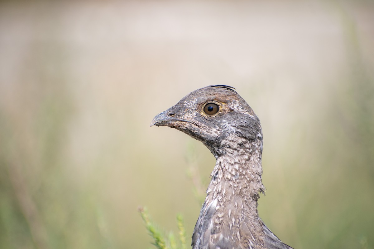 Dusky Grouse - Fisher Stephenson