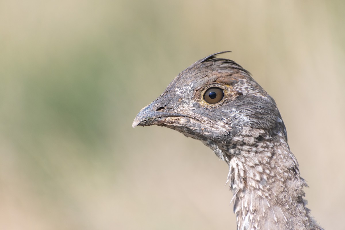 Dusky Grouse - ML608475433