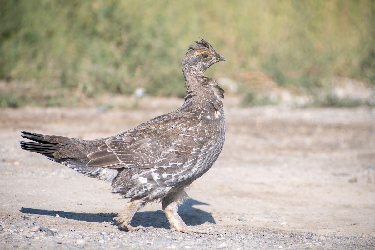 Dusky Grouse - Fisher Stephenson