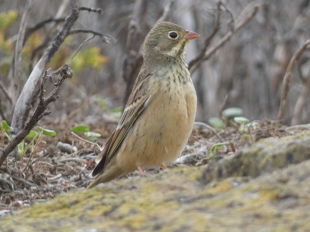 Ortolan Bunting - ML608475490