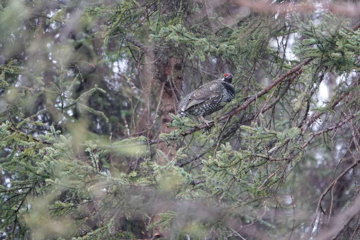 Spruce Grouse - ML608475775