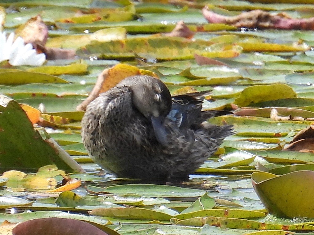 Blue-winged Teal - ML608475842