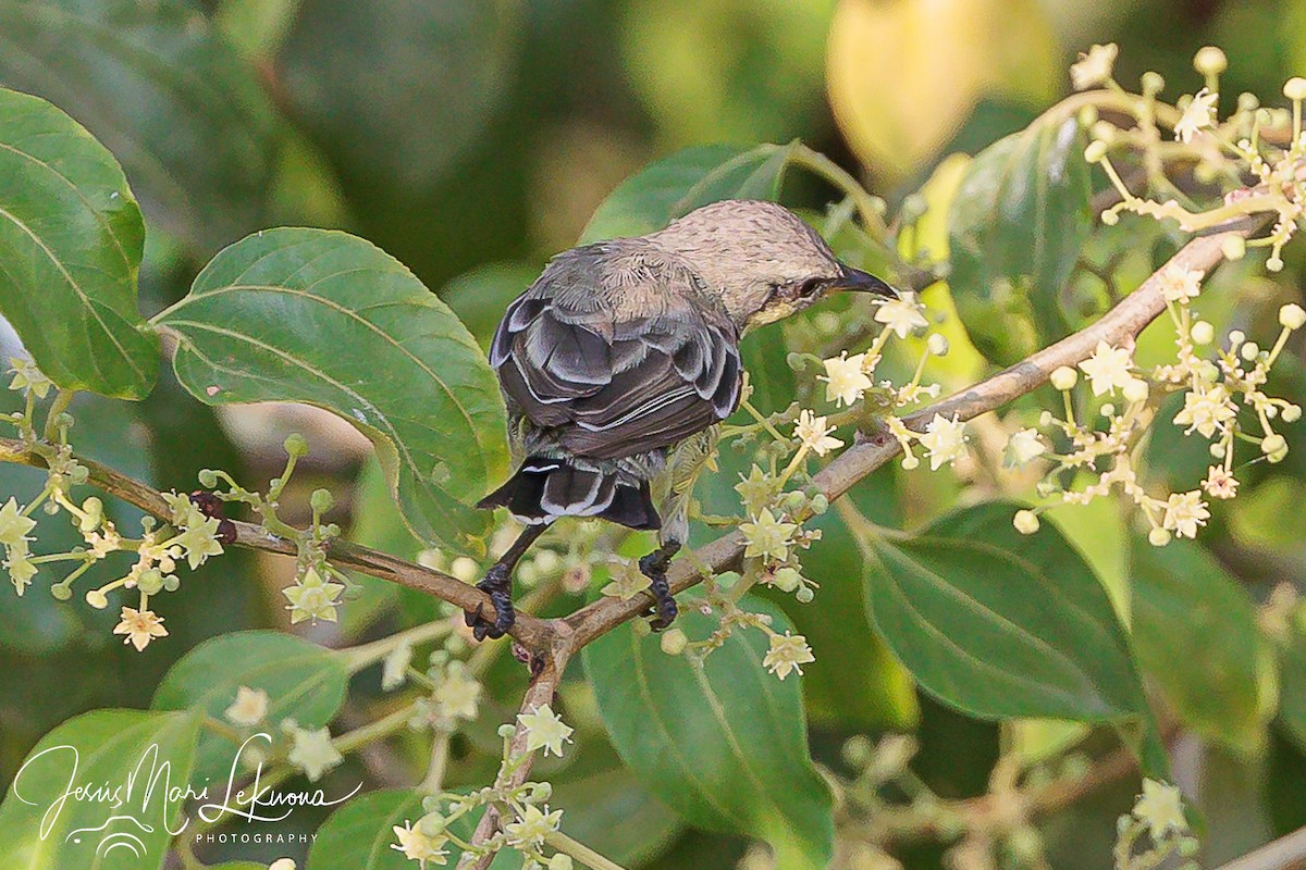 Nile Valley Sunbird - ML608475847