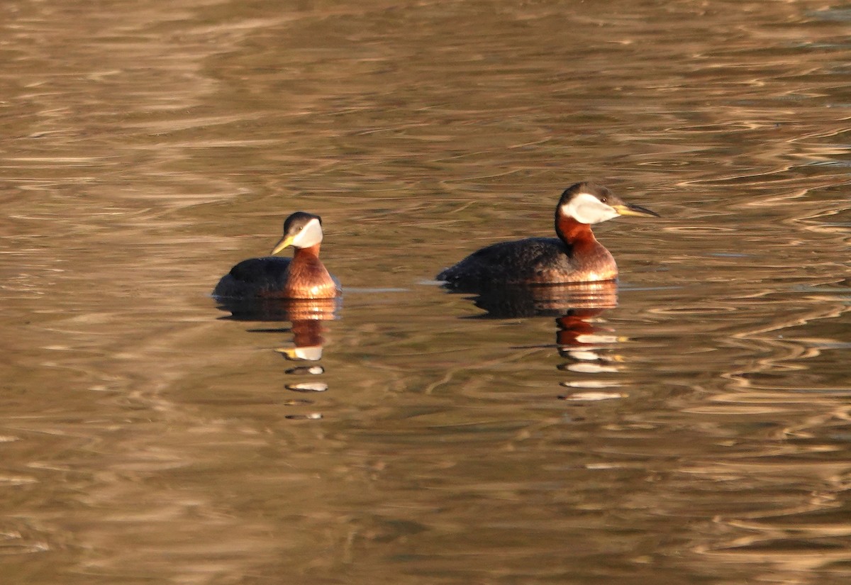 Red-necked Grebe - ML608475853