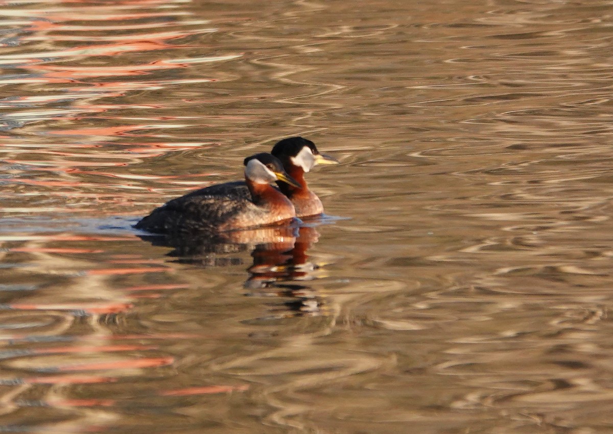 Red-necked Grebe - ML608475866