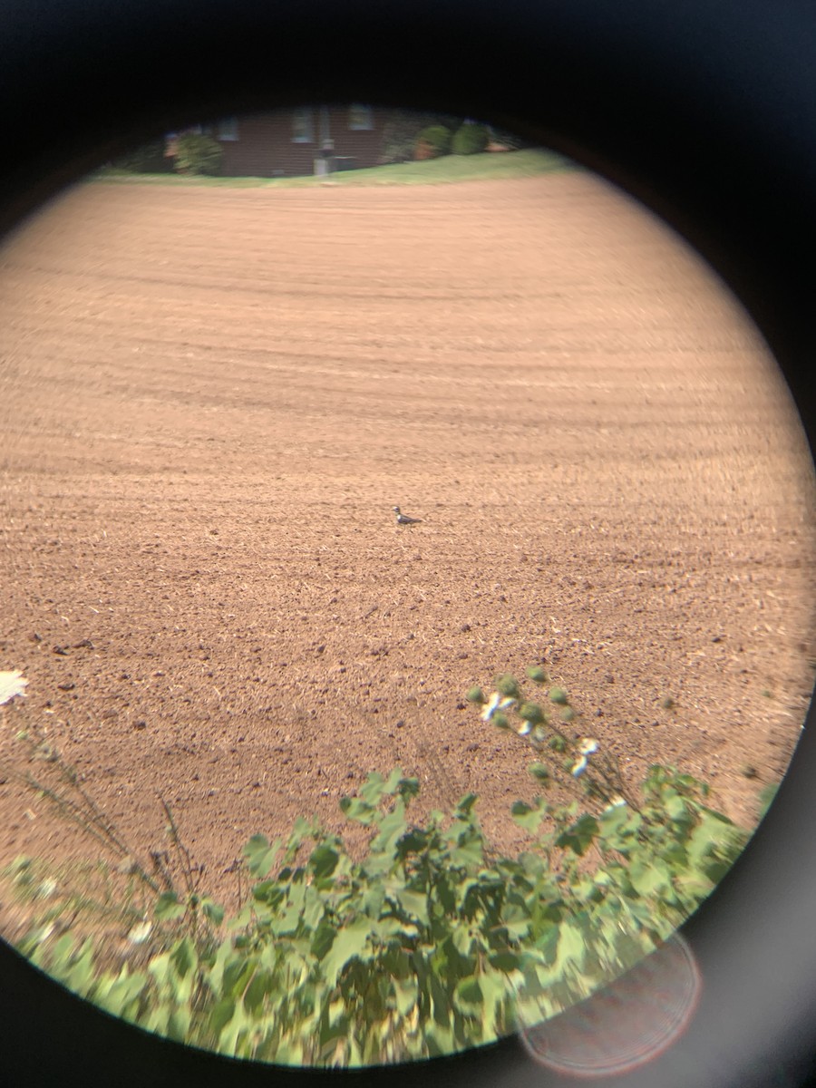 American Golden-Plover - Nicholas Wilson