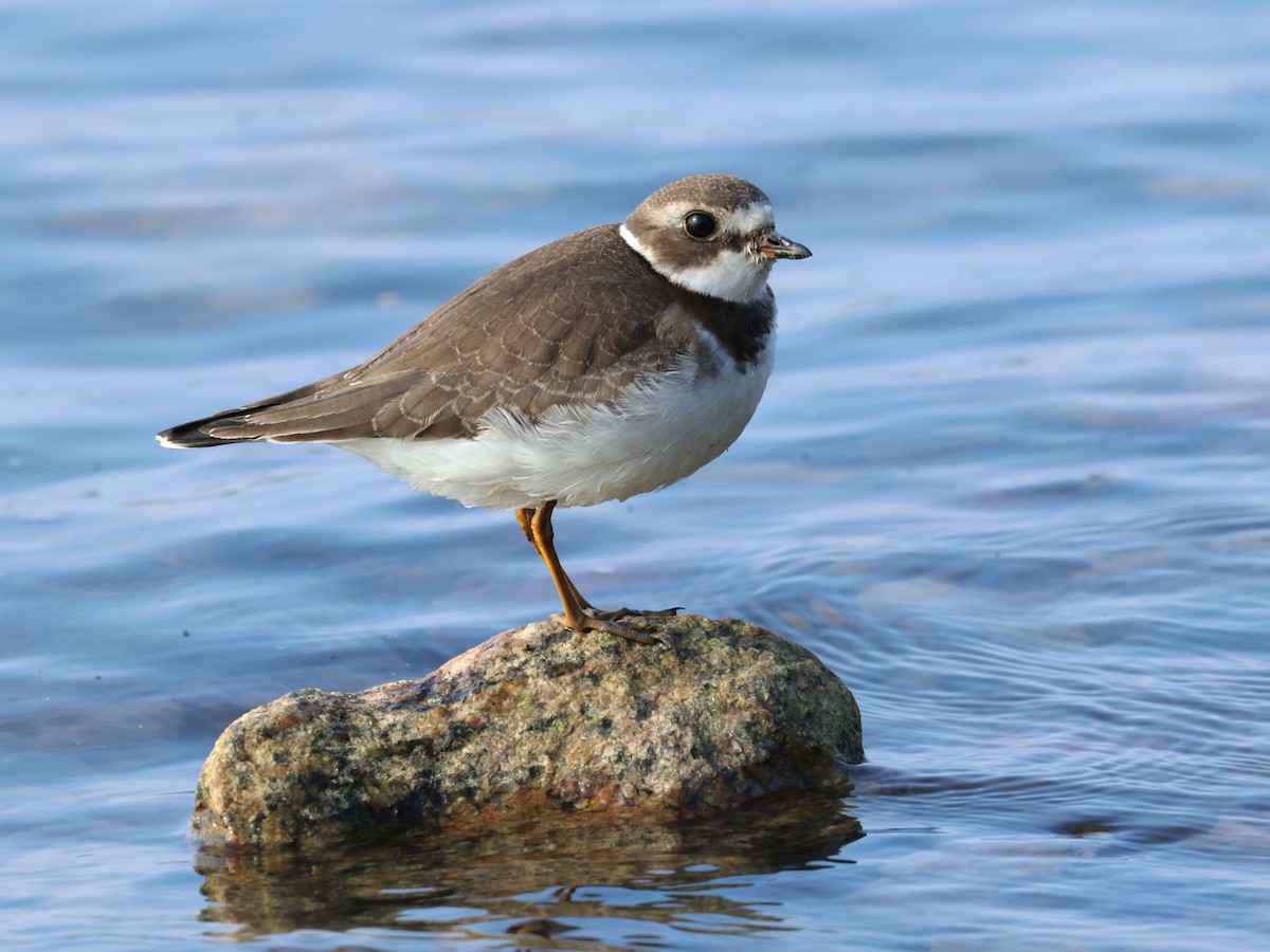 Semipalmated Plover - Sylvie Dionne