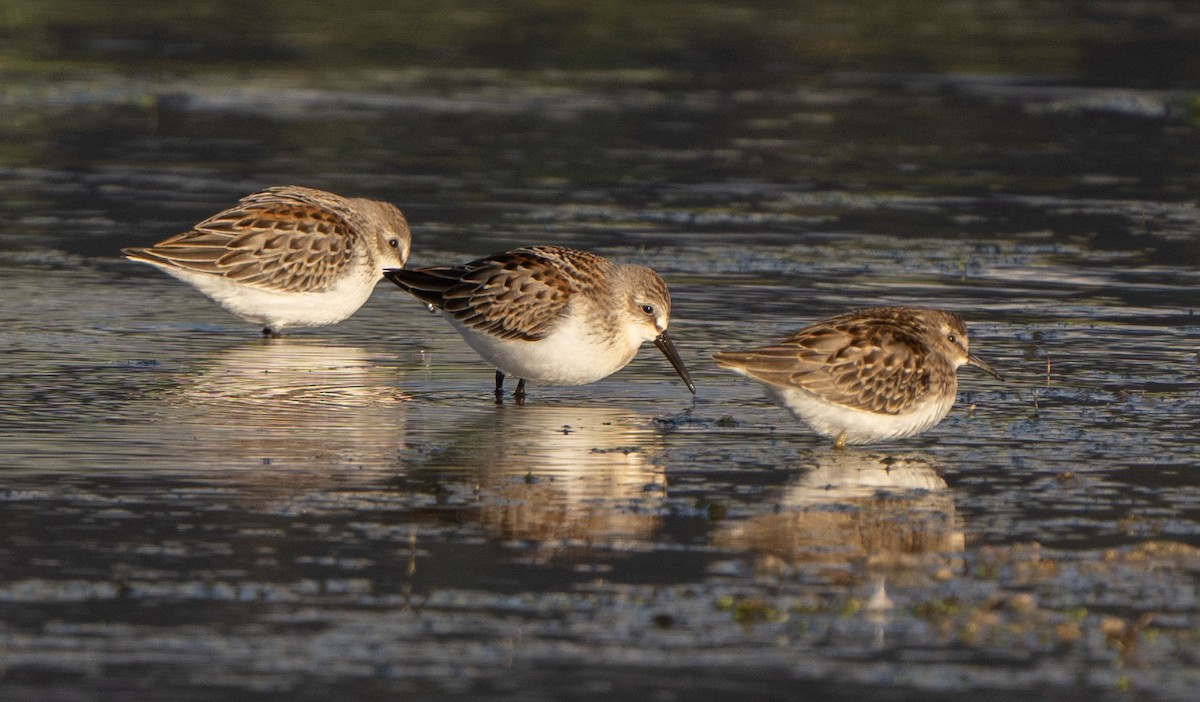 Western Sandpiper - Ray Bruun