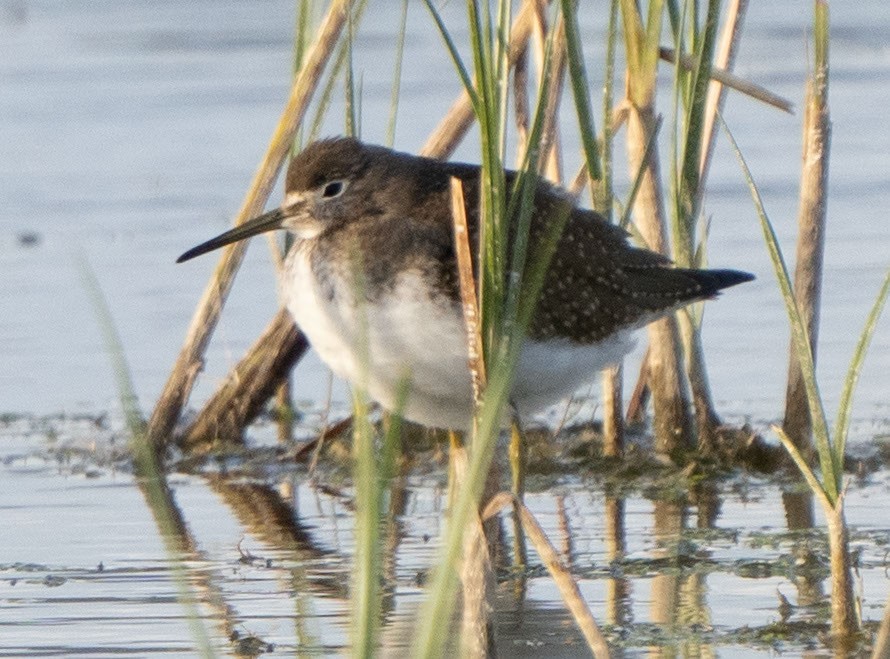 Solitary Sandpiper - Ray Bruun