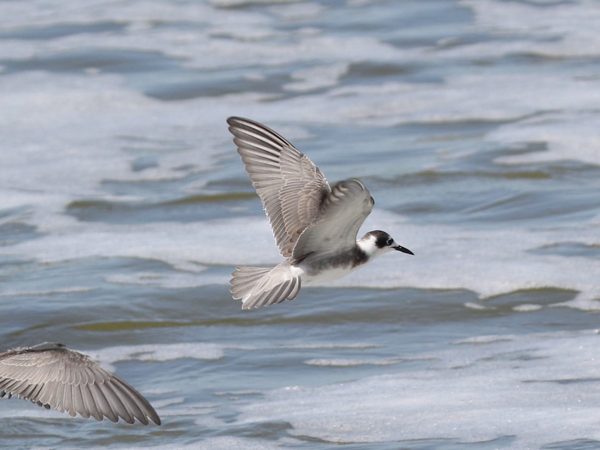 Black Tern - ML608476172