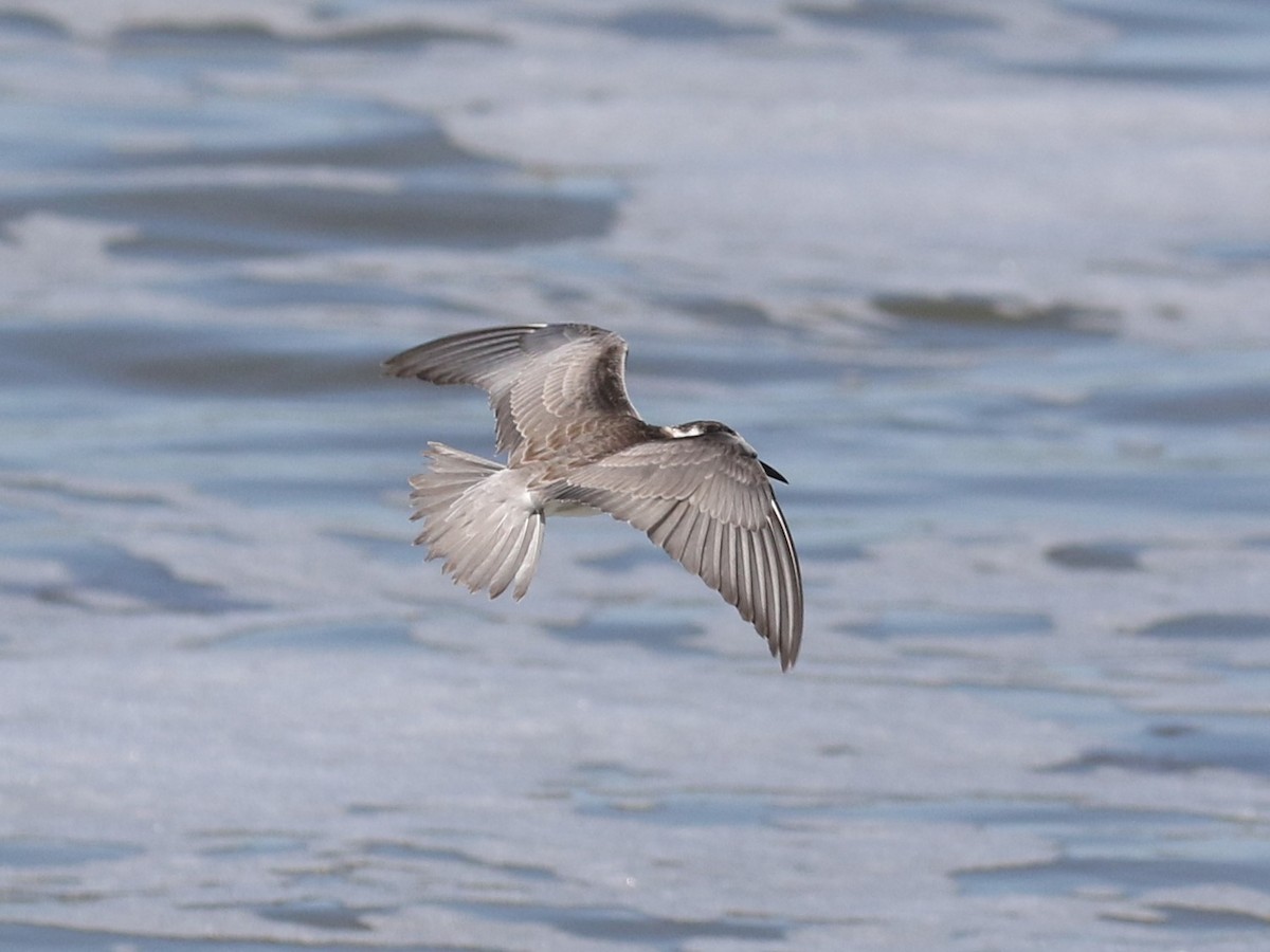 Black Tern - ML608476184