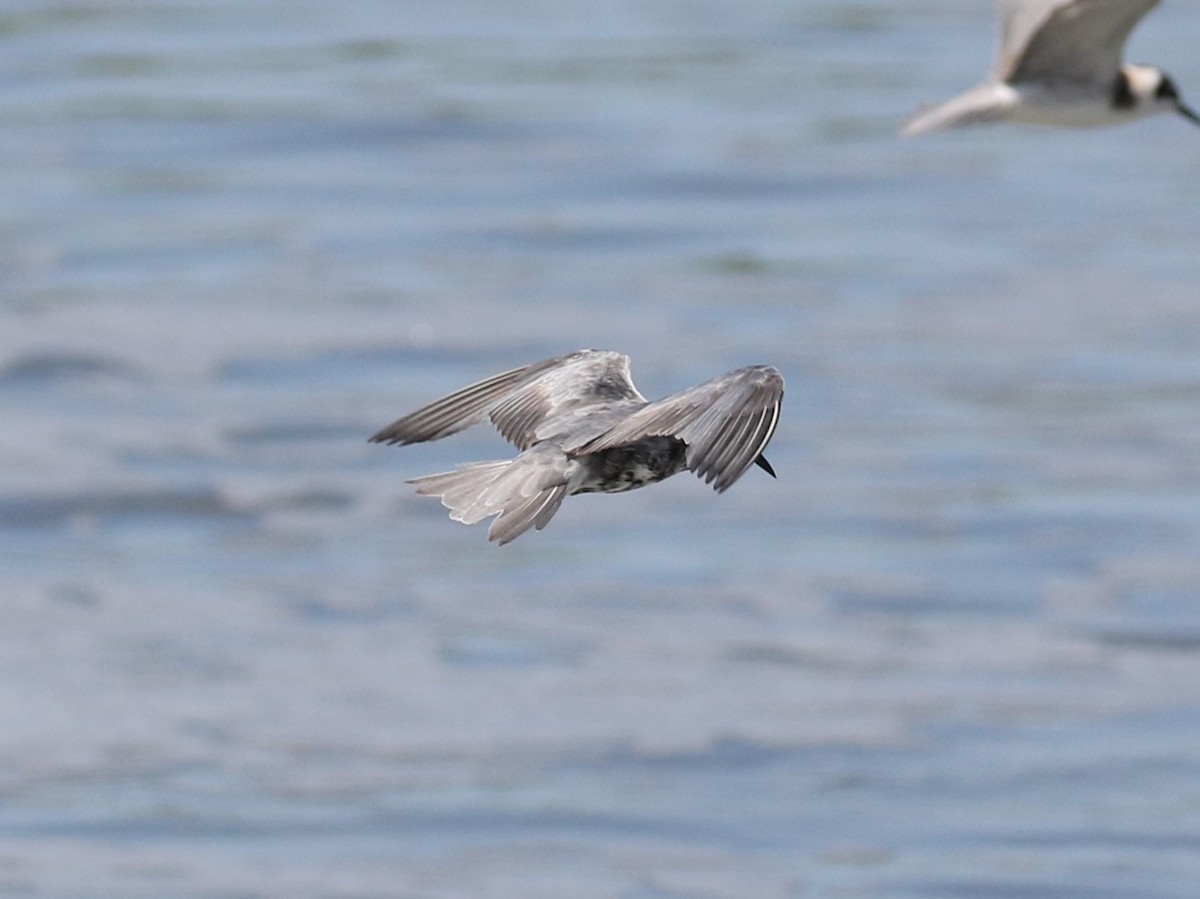 Black Tern - ML608476185