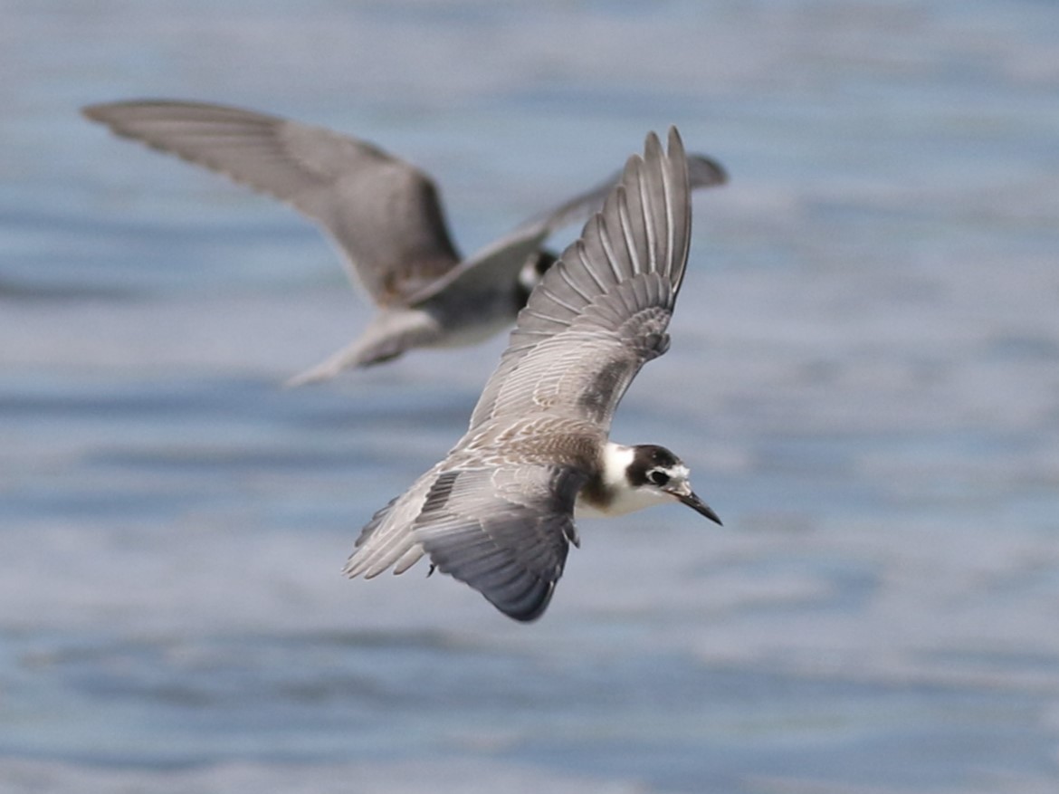 Black Tern - Steve Calver