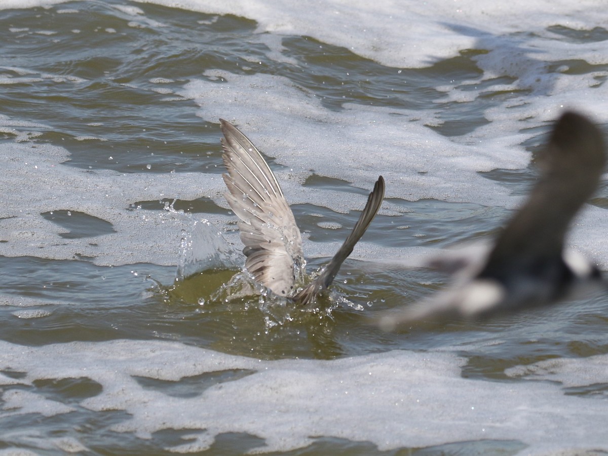 Black Tern - ML608476196