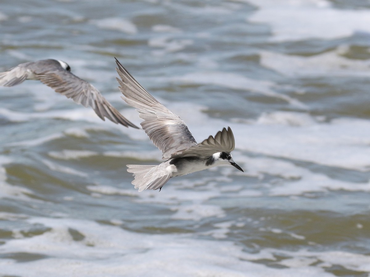 Black Tern - ML608476198