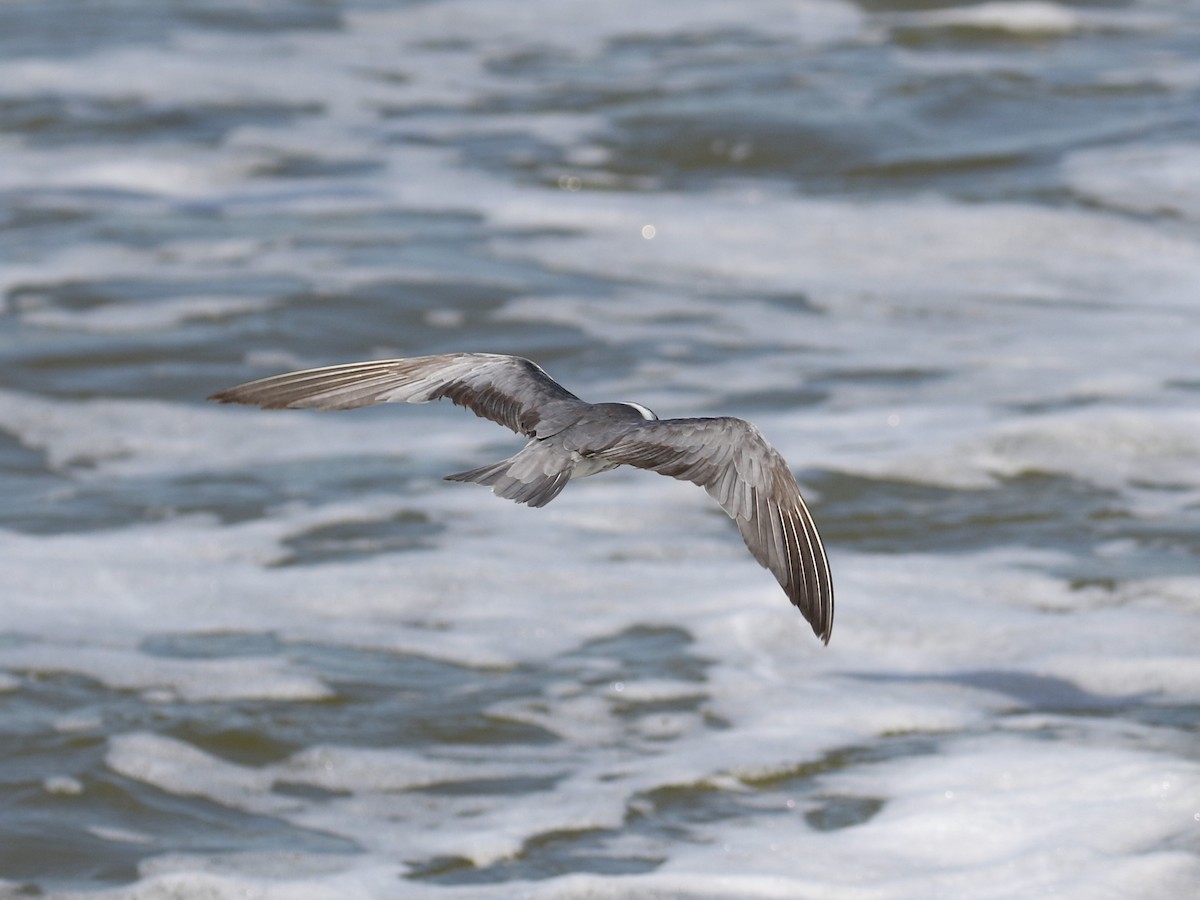 Black Tern - ML608476204